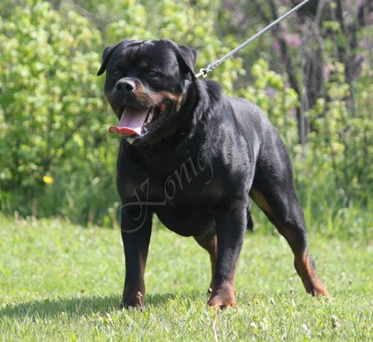 Dexter von Konigliche