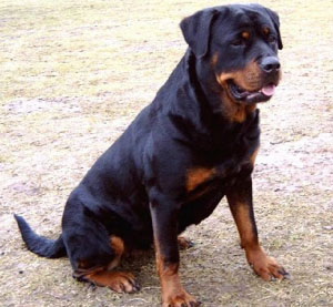 Vamp Vom Wolfert Turm