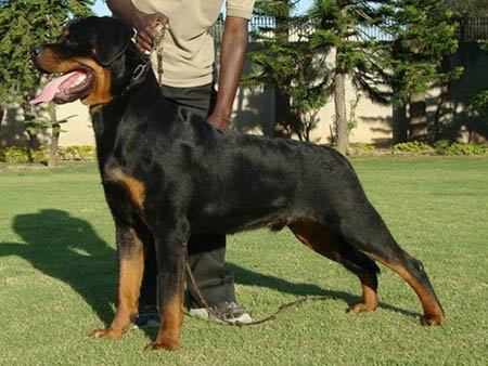 Bonzzo von Konigliche