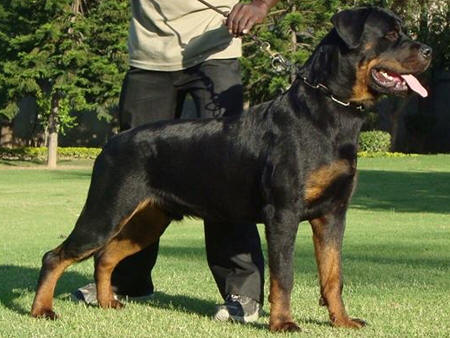 Bosco von Konigliche 